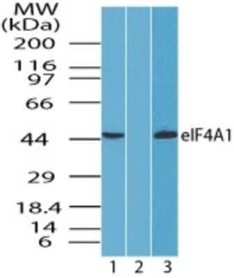 Western Blot: eIF4A1 Antibody [NBP2-24632]