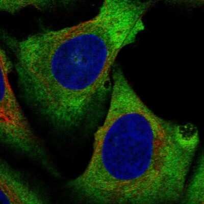 Immunocytochemistry/ Immunofluorescence: eIF4A2 Antibody [NBP2-57716]