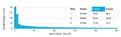 Protein Array: eIF4A2 Antibody (PCRP-EIF4A2-2B5) [NBP3-07140]