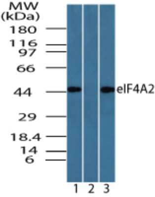 Western Blot: eIF4A2 Antibody [NBP2-24529]