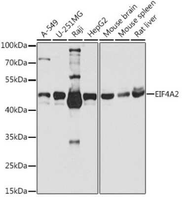 Western Blot: eIF4A2 AntibodyBSA Free [NBP3-04611]