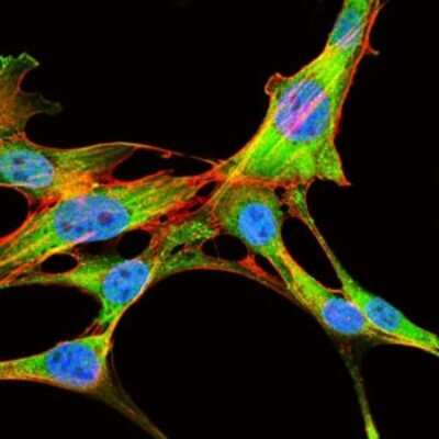 Immunocytochemistry/ Immunofluorescence: eIF4B Antibody (1F5) - BSA Free [NBP2-37488]