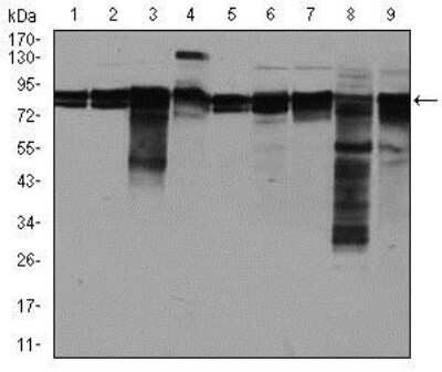 Western Blot: eIF4B Antibody (1F5)BSA Free [NBP2-37488]