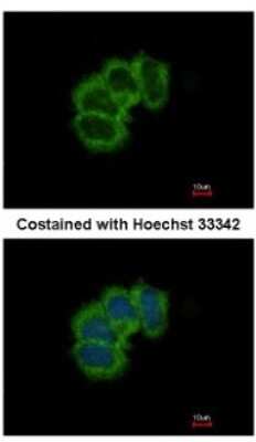 Immunocytochemistry/ Immunofluorescence: eIF4B Antibody [NBP2-16306]
