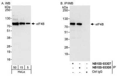 Western Blot: eIF4B Antibody [NB100-93308]