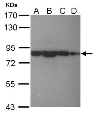 Western Blot: eIF4B Antibody [NBP2-16306]