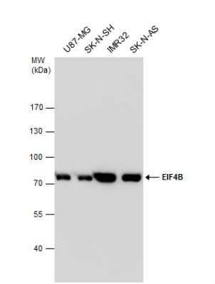 Western Blot: eIF4B Antibody [NBP2-16306]