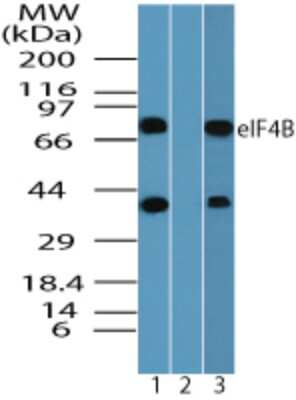 Western Blot: eIF4B Antibody [NBP2-24475]