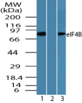 Western Blot: eIF4B Antibody [NBP2-24504]