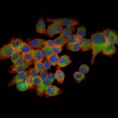 Immunocytochemistry/ Immunofluorescence: eIF4E Antibody (5D11) - BSA Free [NBP2-22177]