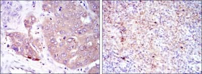 Immunohistochemistry-Paraffin: eIF4E Antibody (5D11) - BSA Free [NBP2-22177]