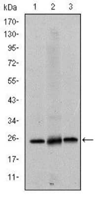 Western Blot: eIF4E Antibody (5D11)BSA Free [NBP2-22177]