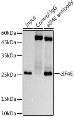 Immunoprecipitation: eIF4E Antibody (7A7P2) [NBP3-15629]