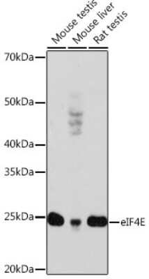 Western Blot: eIF4E Antibody (7A7P2) [NBP3-15629]