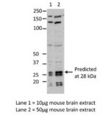 Western Blot: eIF4E Antibody [NBP1-57195]