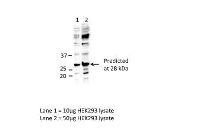 Western Blot: eIF4E Antibody [NBP1-57195]