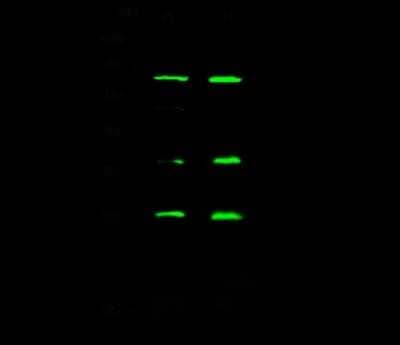 Western Blot: eIF4E Antibody [NBP2-98868]