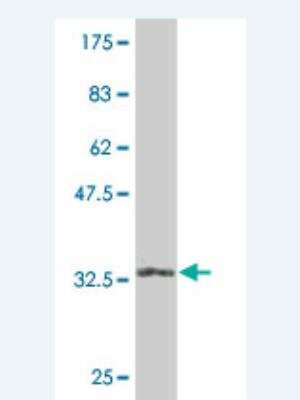 Western Blot: eIF4EBP2 Antibody (2G8) [H00001979-M04]