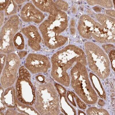 Immunohistochemistry: eIF4EBP2 Antibody [NBP2-37886]