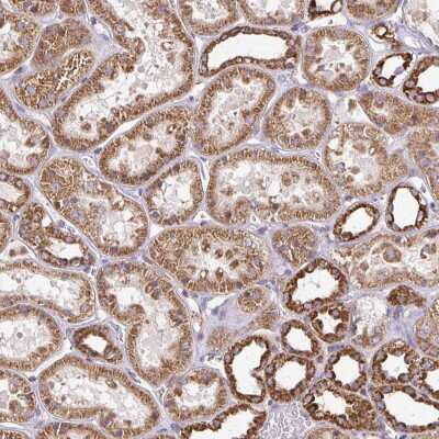Immunohistochemistry-Paraffin: eIF4EBP2 Antibody [NBP2-37985]