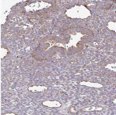 Immunohistochemistry-Paraffin: eIF4EBP2 Antibody [NBP2-37985]