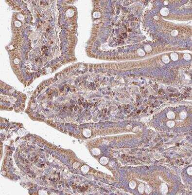 Immunohistochemistry-Paraffin: eIF4EBP2 Antibody [NBP2-37985]