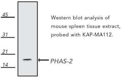 Western Blot: eIF4EBP2 AntibodyAzide and BSA Free [NBP1-19270]