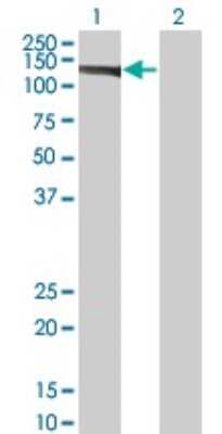 Western Blot: eIF4ENIF1 Antibody (2C4) [H00056478-M01]