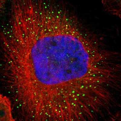 Immunocytochemistry/ Immunofluorescence: eIF4ENIF1 Antibody [NBP1-89389]