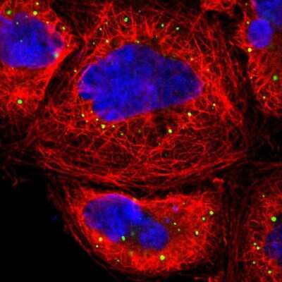 Immunocytochemistry/ Immunofluorescence: eIF4ENIF1 Antibody [NBP1-89390]