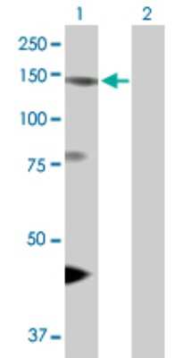 Western Blot: eIF4ENIF1 Antibody [H00056478-D01P]