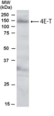 Western Blot: eIF4ENIF1 Antibody [NB100-1368]