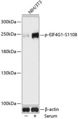 Western Blot: eIF4G1 [p Ser1108] AntibodyAzide and BSA Free [NBP3-05453]