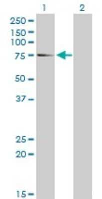 Western Blot: eIF4G1 Antibody (2A9) [H00001981-M10]