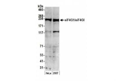 Western Blot: eIF4G1 Antibody [NB100-268]