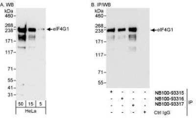 Western Blot: eIF4G1 Antibody [NB100-93317]