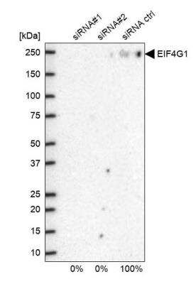 Western Blot: eIF4G1 Antibody [NBP1-84868]