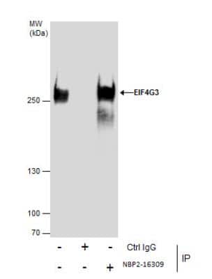 Immunoprecipitation: eIF4GII Antibody [NBP2-16309]