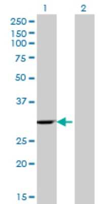 Western Blot: eIF4H Antibody (4B2) [H00007458-M07]