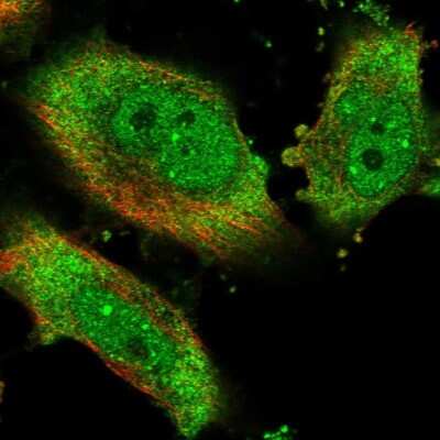 Immunocytochemistry/ Immunofluorescence: eIF4H Antibody [NBP1-83057]