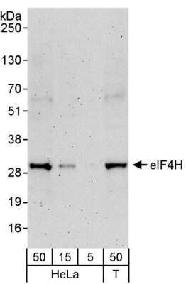 Western Blot: eIF4H Antibody [NBP1-00105]