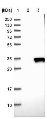 Western Blot: eIF4H Antibody [NBP1-83057]