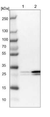 Western Blot: eIF4H Antibody [NBP1-83057]