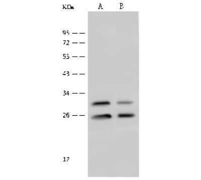 Western Blot: eIF4H Antibody [NBP2-99470]