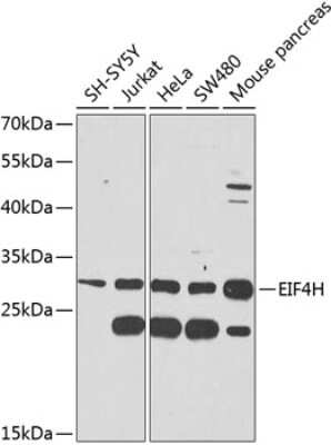 Western Blot: eIF4H AntibodyBSA Free [NBP3-04551]