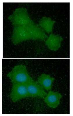 Immunocytochemistry/ Immunofluorescence: eIF5A Antibody (4D1) - BSA Free [NBP2-59403]