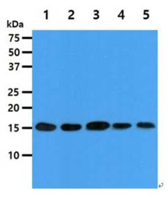 Western Blot: eIF5A Antibody (4D1)BSA Free [NBP2-59403]