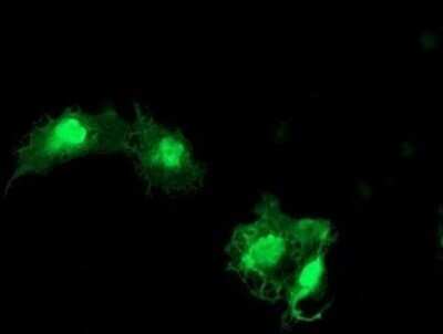 Immunocytochemistry/ Immunofluorescence: eIF5A2 Antibody (OTI6G7) - Azide and BSA Free [NBP2-72056]