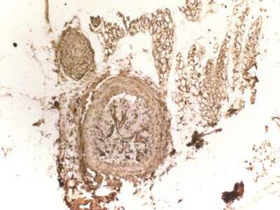 Immunohistochemistry-Paraffin: eNOS Antibody - BSA Free [NB300-500]