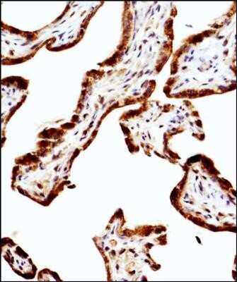 Immunohistochemistry: eNOS Antibody (6H2) - Azide and BSA Free [NBP2-80720]
